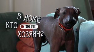 НИЧЕГО НЕ БОЙСЯ, ДАСТ!