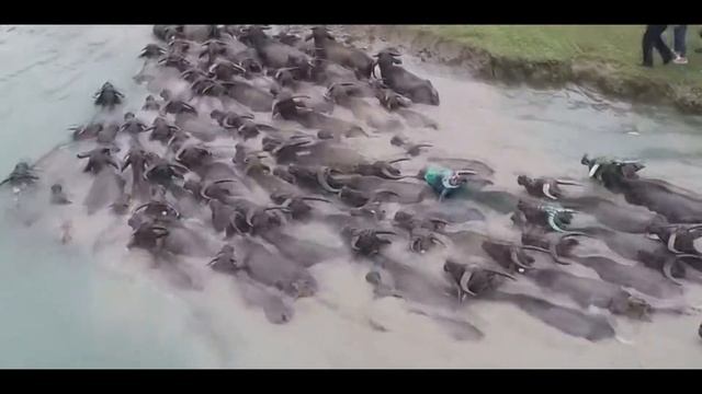 5 Самых невероятных больших быков в мире смотреть онлайн