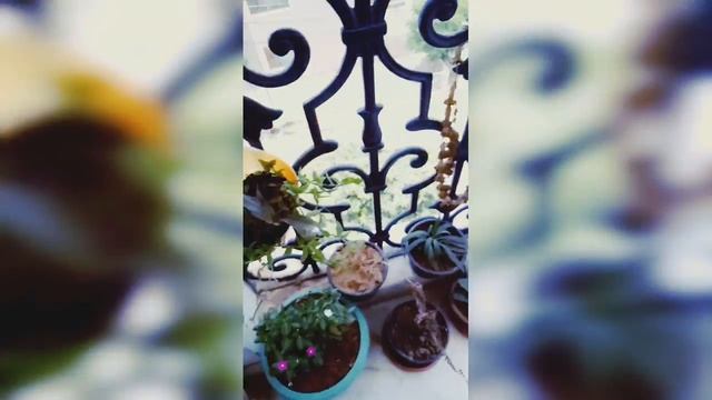 Turtle vine (callisia repepens):Best hanging basket plant# care# propagation# fertilizer смотреть онлайн