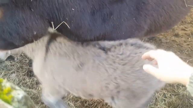 Чем и когда кормить новорожденного ослика? Чем кормить родившую ослицу? смотреть онлайн