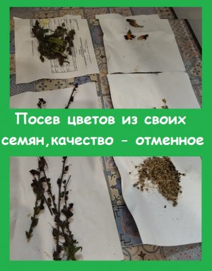 Заготовила семена от своих цветов, сечас их сею - показываю качество семян