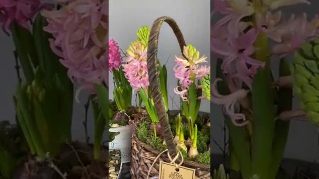 Флорариум #купитьфлорариум #купитьподаркина8марта #подарокизцветов смотреть онлайн