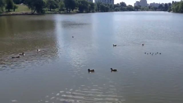 Кормление утят в Киеве 13.05.2014 смотреть онлайн