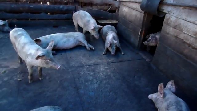 МОЕ ФЕРМЕРСКОЕ ХОЗЯЙСТВО смотреть онлайн