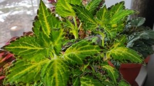 Колеусы. Уход в домашних условиях. Где и как растут мои колеусы сейчас, что с ними происходит!