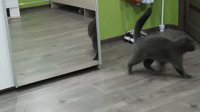 Ребят! Кто в котах разбирается? Что с ней не так или это обычное явление?