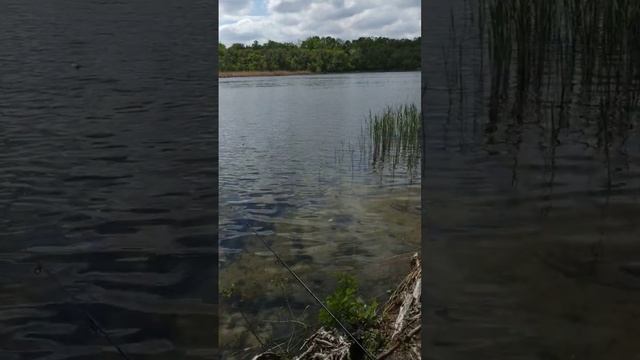 Ловля карася на сало весной смотреть онлайн