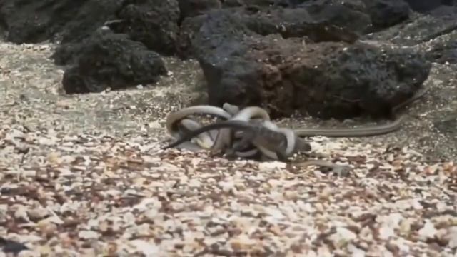 Вам Стоит Это Видеть!!! Охота змей на Варана. Нападение змей. смотреть онлайн