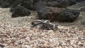 Вам Стоит Это Видеть!!! Охота змей на Варана. Нападение змей.