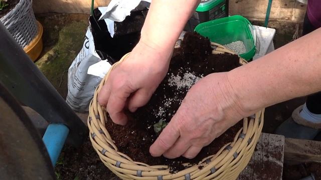 Эустома. Пересадка эустомы в горшки большего объёма на ПИЖ. смотреть онлайн