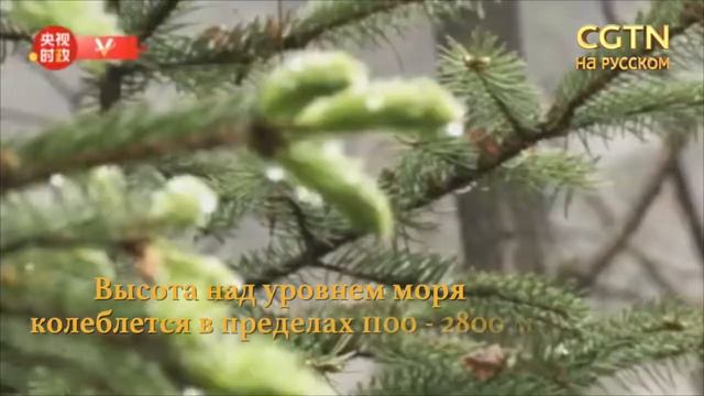 Си Цзиньпин проинспектировал заповедник «Нюбэйлян» смотреть онлайн