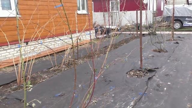 Подвязка ежевики на шпалеру смотреть онлайн