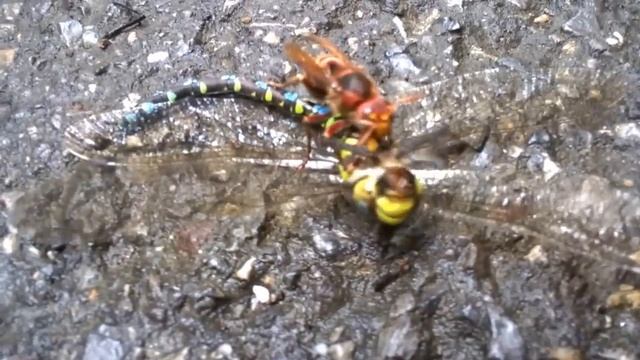 Dragonfly vs. Hornet battle - heart taken out Pt. 1 смотреть онлайн
