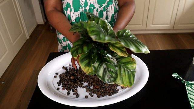 Do THIS to grow a GIANT Calathea Fasciata in LECA | The Leca Queen смотреть онлайн