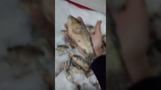 Башкирия с Старая Отрада платина карась смотреть онлайн