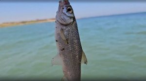 Совет Туристам Попробовать по Рыбачит На берегу Каспия Клев Отличный Избербаш