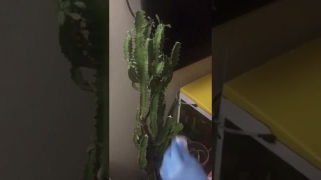 Как обрезать молочай трёхгранный , соблюдая технику безопасности . Сок ядовитый смотреть онлайн