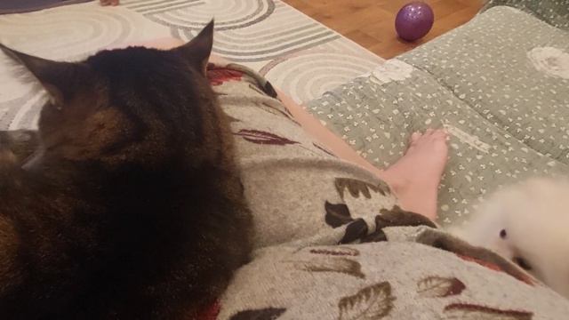 Игра на нервах у кота:) смотреть онлайн