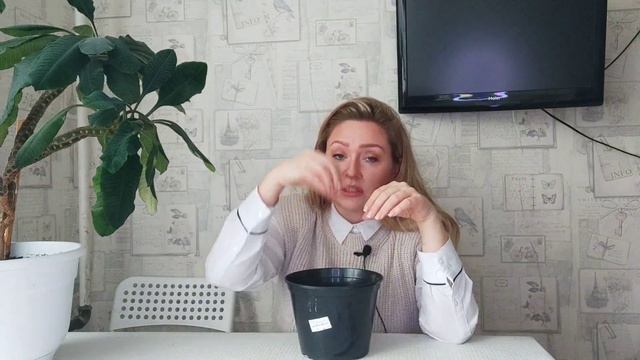 Сроки посева перца и баклажана