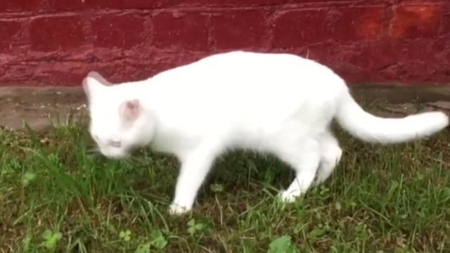 Почему кошки едят траву? Смотри видео и узнаешь. смотреть онлайн