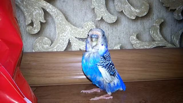 Как вылечить попугайчика? смотреть онлайн