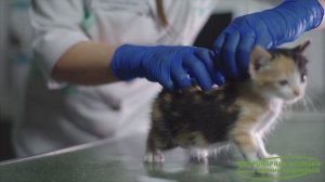 Вакцинация кошек