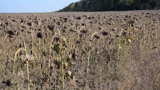 Подсолнухов унылая пора) очей очарованье Осень)) смотреть онлайн