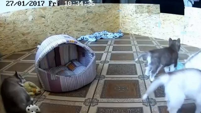 Husky puppies bite diaper. Хасята: вкусная пеленка) смотреть онлайн