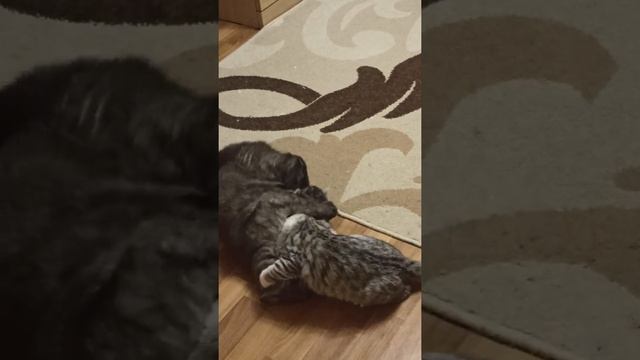 маленькая кошка обижает большого кота смотреть онлайн