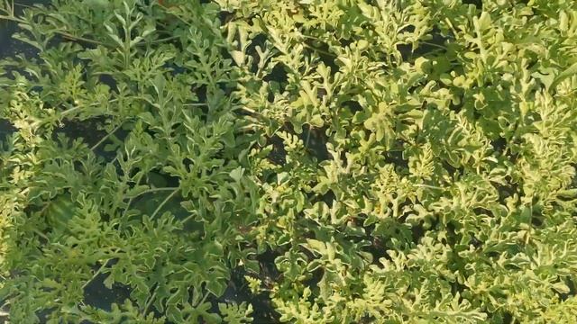 Арбуз 2022 Беларусь. Бедуин, Ред Стар; Порционные арбузы. Привитые арбузы в открытом грунте. смотреть онлайн