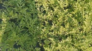 Арбуз 2022 Беларусь. Бедуин, Ред Стар; Порционные арбузы. Привитые арбузы в открытом грунте.