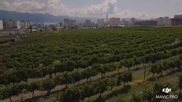 Новороссийск.Мысхако. Сбор винограда «Пино́-нуа́р» 2019 смотреть онлайн