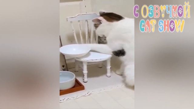 Хозяин, есть проблема Самые Смешные Видео Животных + Смешная Озвучка коты собаки приколы смотреть онлайн