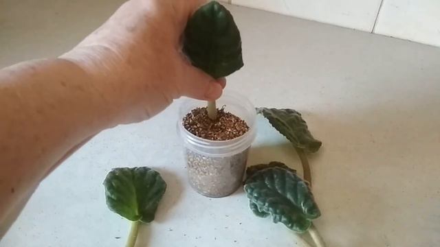 Фиалка  готова к омоложению.//Violet (senpolia) is ready for rejuvenation.//