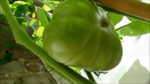 Выращивание помидоров на балконе