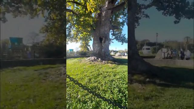 Тюльпановое дерево. п. Головинка Сочи смотреть онлайн