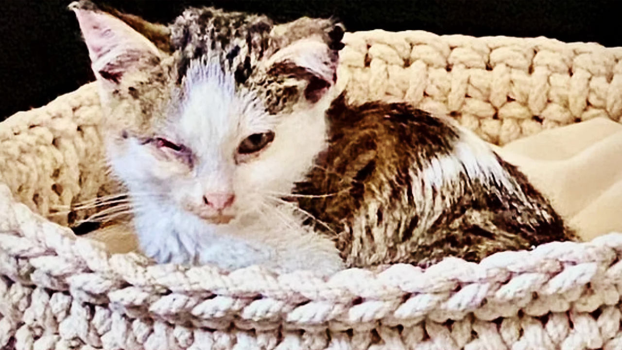 супружеская пара нашла на обочине дороги бездомного котёнка и изменила его до неузнаваемости смотреть онлайн