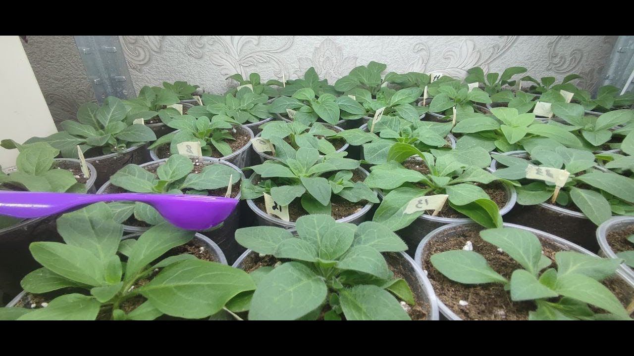 Чем лучше удобрить петунию сразу после пикировки или перевалки. Петуния растет как на дрожжах. смотреть онлайн