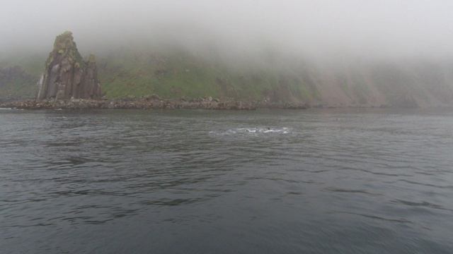 Lens: В гости к сивучам. Северные Курилы.