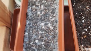 Выращивание МНОГОКОЛОСНИКА МЕКСИКАНСКОГО из семян