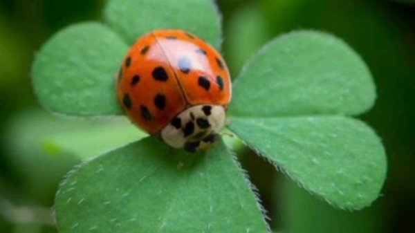 iphone 14 Pro Max Macro Photography - Camera Test