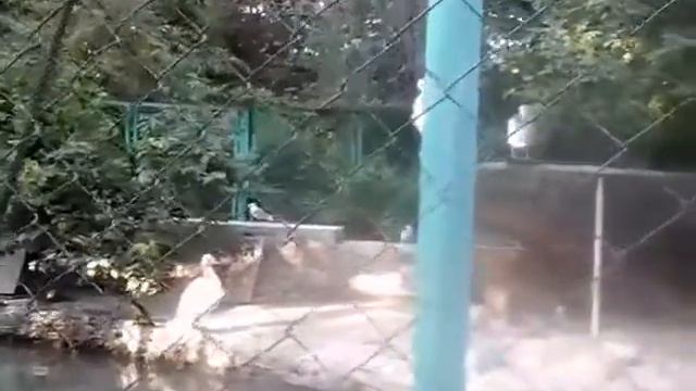 Веселые птицы ташкентского зоопарка. смотреть онлайн