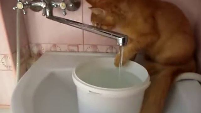 Кунята любят воду смотреть онлайн