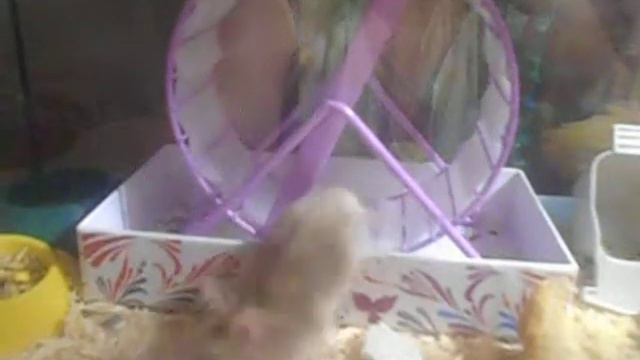 Наш рыжик худеет смотреть онлайн