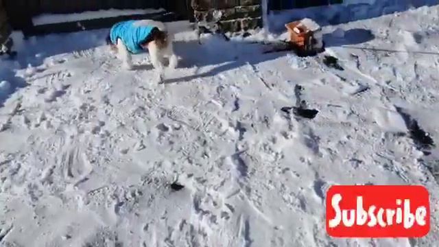 🦮DOG VLOG // Зимний влог // Джек Рассел на прогулке // Tin i Tinka club🦮 смотреть онлайн