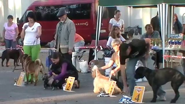 Северодонецк, выставка собак 2010 09 26 170510 смотреть онлайн