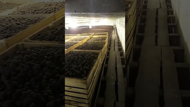 Картофель продовольственный Алтайский край смотреть онлайн