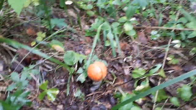 Собираем грибы, с гостями из Крыма.