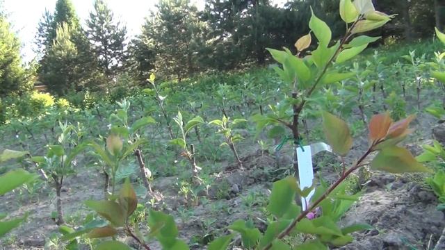 05 07 13 Абрикосы и сливы ВЖ смотреть онлайн