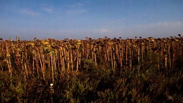 САМВЕЛ АДАМЯН МАТЬ БРОСИЛА ПОДРУГУ В БЕДЕ. ПИЛА ФАНТУ НА ИГРЕНИ